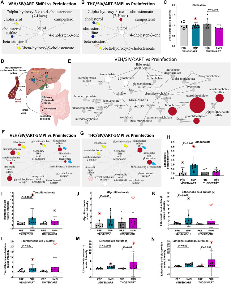 THC supplementation reduces plasma cholesterol and SBAs in SIV-infected ART-treated RMs.(A) Metabolic pathway network of sterol metabolism in VEH/SIV/ART RMs showing unchanged cholesterol levels. (B) Metabolic pathway of sterol metabolism in THC/SIV/ART RMs showing significantly decreased cholesterol and increased beta-sitosterol levels. (C) Quantification of plasma cholesterol levels in VEH/SIV/ART and THC/SIV/ART RMs. (D) Schematic of PBA and SBA synthesis and detoxification pathways. HDL, high-density lipoprotein; LDL, low-density lipoprotein. Created in BioRender. Premadasa, L. (2025) https://BioRender.com/h81s938. (E) Metabolic pathway illustrating elevated SBAs in VEH/SIV/ART RMs. (F) Metabolic pathway network of significantly increased SBAs in VEH/SIV/ART RMs. (G) Metabolic pathway network of SBAs in THC/SIV/ART RMs, showing selective elevation of detoxified forms. (H to N) Quantification of individual plasma SBA levels, including lithocholate (lithocholic acid or LCA) (H), taurolithocholate (I), glycolithocholate (J), lithocholic acid sulfate (K), taurolithocholate-3-sulfate (L), lithocholate sulfate (M), and lithocholic acid glucuronide (N) in VEH/SIV/ART and THC/SIV/ART RMs compared to preinfection. Plasma metabolite levels were analyzed using one-way ANOVA. Plasma levels of cholesterol and all seven SBAs were significant with an FDR-adjusted P value of 0.05. Data represent means ± SD.