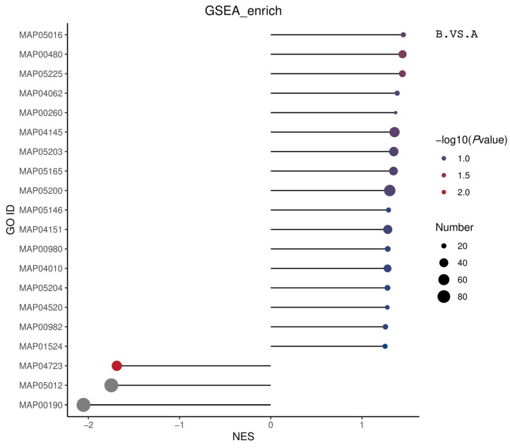 Matchstick plot showing the overall GSEA-KEGG ES enrichment results. The horizontal coordinate in the graph is the NES value. The larger the |NES| value, the higher the degree of differential protein enrichment in the entry and vice versa. The color of the dots represents −log10 (p value). The p value refers to the nominal p value in GSEA. The redder the color, the larger the −log10 (p value), while the smaller the p value, the larger the reliability of the test and, the more statistically significant the test is. The gray color denotes the pathways with a p value of 0. The size of the dots represents the number of differential proteins in the corresponding entry. The larger the dots, the higher the enrichment of differential proteins in the pathway and vice versa. The size of the dots represents the number of differential proteins in the corresponding entry. The larger the dots, the higher the number of differential proteins in the pathway and vice versa.