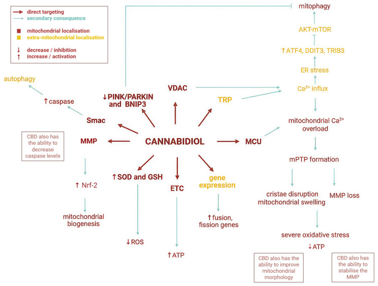 CBD’s biological effects [24,25,26,27,28,29,30,31]. It can be observed that CBD exerts its activity through both direct mitochondrial targeting (CBD binds to VDAC, influences the electron transport chain complexes, activates mitochondrial stress responses, etc., leading to different mitochondria-associated effects) and indirect mitochondrial consequences (CBD initially interacts with TRP, increases Ca2+ influx, modulates endoplasmic reticulum activity, etc., which ultimately leads to changes in mitochondrial processes, without the direct interaction between the compound and mitochondrial structures). Cannabidiol can also exhibit bidirectional effects (ROS neutralisation and generation, ATP production etc.), depending on the pathological context. ATP—adenosine triphosphate. ER—endoplasmatic reticulum; ETC—electron transport chain; GSH—glutathione; MCU—mitochondrial calcium uniporter; MMP—mitochondrial membrane potential; mPTP—mitochondrial permeability transition pore; SOD—superoxide dismutase. The figure was created with the help of BioRender.com.