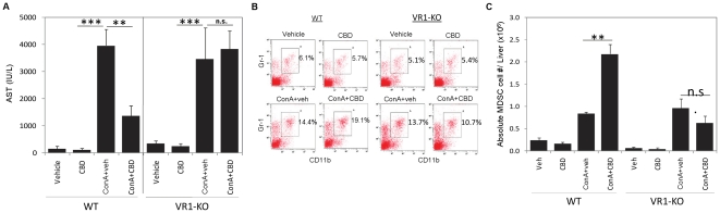 Role of TRPV1 (vanilloid) receptors.WT or TRPV1 vanilloid receptor knockout (VR1-KO) mice were injected with vehicle, CBD, ConA+veh or ConA+CBD. A) After 16 h, blood was collected and serum AST levels were measured. B) Liver infiltrating leukocytes were stained and analyzed for CD11b+Gr-1+ MDSCs by FACS. Representative dot plots with percentage of MDSCs shown (gated). C) Absolute number of MDSCs in the liver of WT and VR1-KO mice. Data are mean ± SEM with 4 mice per treatment. **p<0.01, ***p<0.001, n.s. (not significant) based on Student's t-test.