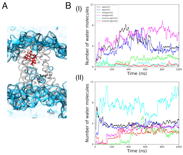 (A) A representation of internal water molecules (blue, quick surf representation) around Leu3.43 (licorice representation) in a CB receptor (gray). (B) The number of internal waters in (BI) CB1R active and inactive states (BII) CB1R active and inactive states, during the 1 µs MD simulations.