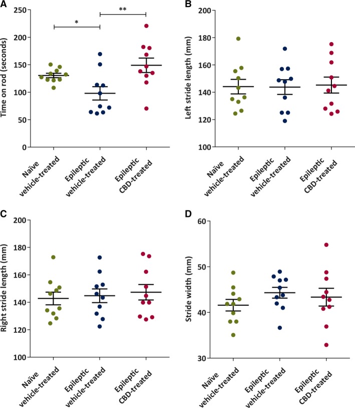 Chronic administration of cannabidiol (CBD) to spontaneously epileptic rats improves some indices of motor coordination 6 weeks after status epilepticus. A, Mean time (in seconds) spent on accelerated rotarod. The naive vehicle‐treated and epileptic CBD‐treated groups spent significantly more time on the accelerating rotarod compared to the epileptic vehicle‐treated group (n = 10/group). B, There were no significant differences in mean left stride length (in millimeters) of naive vehicle‐treated, epileptic vehicle‐treated, and epileptic CBD‐treated rats (n = 10/group). C, There were no significant differences in mean right stride length (in millimeters) between naive vehicle‐treated, epileptic vehicle‐treated, and epileptic CBD‐treated rats (n = 10/group). D, There were no significant differences in mean stride width (in millimeters) of naive vehicle‐treated, epileptic vehicle‐treated, and epileptic CBD‐treated rats (n = 10/group). Data are expressed as mean ± SEM. Data were analyzed by one‐way analysis of variance with Holm‐Sidak post hoc test, *P < 0.05, **P < 0.01