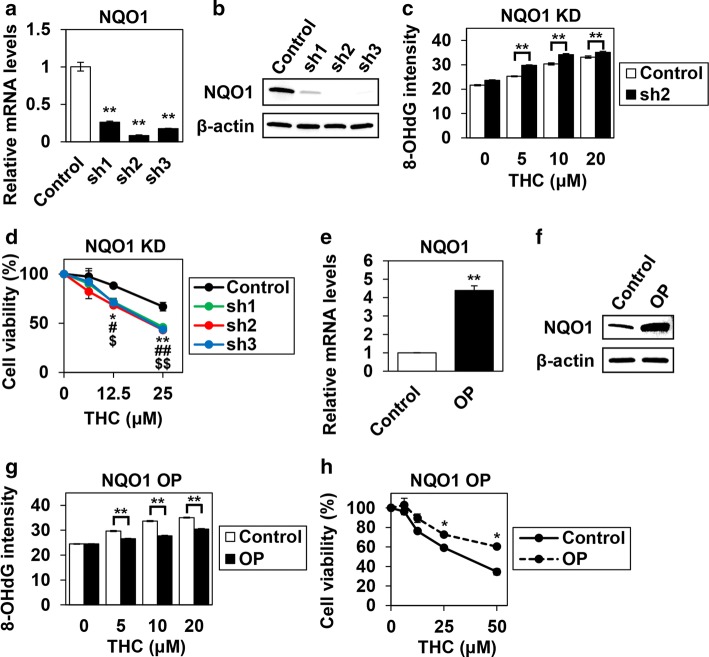 The role of NQO1 in Theracurmin®-treated ESCC cells. a NQO1 mRNA levels in NQO1 knockdown cells: RT–PCR showed efficient NQO1 knockdown using shRNA in TE-11R cells. Relative NQO1 mRNA level of each cell type relative to that of control cells is indicated. β-actin served as an internal control (**P < 0.01, vs the control cells; n = 3). b NQO1 protein levels in NQO1 knockdown cells: Western blotting showed efficient NQO1 knockdown using shRNA in TE-11R cells. β-actin served as a loading control. c Oxidative DNA damage in NQO1 knockdown cells: NQO1 knockdown cells were cultured with the indicated concentrations (0–20 μM) of THC for 24 h. Oxidative DNA damage was measured by the intensity of immunofluorescent staining for 8-OHdG (**P < 0.01, vs untreated cells). d Cell viability in NQO1 knockdown cells: NQO1 knockdown cells were cultured with the indicated concentrations of THC (0–25 μM) for 96 h. Cell viability was measured using the WST-1 assay. Viability of each cell type treated with the indicated concentrations of THC relative to that of untreated cells is indicated (sh1, *P < 0.05, **P < 0.01; sh2, #P < 0.05, ##P < 0.01; sh3, $P < 0.05, $$P < 0.01; vs untreated control cells; n = 3) (e) NQO1 mRNA levels in NQO1-overexpressing cells: RT–PCR showed efficient NQO1 overexpression in TE-11R cells. NQO1 mRNA level of each cell type relative to that of control cells is indicated. β-actin served as an internal control (**P < 0.01, vs control cells; n = 3) (f) NQO1 protein levels in NQO1-overexpressing cells: Western blotting showed efficient NQO1 overexpression in TE-11R cells. β-actin served as a loading control. g Oxidative DNA damage in NQO1-overexpressing cells: NQO1-overexpressing cells were cultured with the indicated concentrations (0–20 μM) of THC for 24 h. Oxidative DNA damage was measured by the intensity of immunofluorescent staining for 8-OHdG (**P < 0.01, vs untreated cells). h Cell viability in NQO1-overexpressing cells: NQO1-overexpressing cells were cultured with the indicated concentrations of THC (0–50 μM) for 96 h. Cell viability was measured using the WST-1 assay. Viability of each cell type treated with the indicated concentrations of THC relative to that of untreated cells is indicated (*P < 0.05, vs untreated control cells; n = 3) sh1-3: NQO1 knockdown cells using shRNA 1-3, OP: NQO1-overexpressing cells