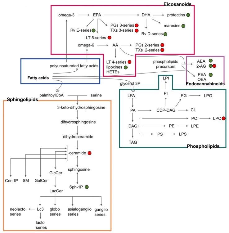 Inflammatory lipids and their interconnections. The green points indicate lipids with anti-inflammatory properties, whereas the red points indicate lipids with pro-inflammatory properties [5,6,7,8,9,10,11,12,13,14,15,16,17,18,19,20,21,22,23,24,25,26,27,28,29,30,31,32,33,34,35,36,37]. FA: fatty acids and their derivatives; PUFA: polyunsaturated fatty acids containing both endocannabinoids and eicosanoids; AA: arachidonic acid; EPA: eicosapentaenoic acid; DHA: docosahexaenoic acid; GL: glycerophospholipids; LTs: leukotrienes; PGs: prostaglandins; TXs: thromboxanes; Rv: resolvins; AEA: anandamide; 2-AG: 2-arachidonoilglycerol; PEA: palmitoylethanolamide; OEA: O-arachidonoylethanolamine; LPA: lysophoshatidic acid; PA: phosphatidic acid; DAG: diacyglicerols; TAG: triacylglicerols; CDP-DAG: cytidine diphosphate diacylglycerol; CL: cardiolipins; PI: phosphatidyl inositols; LPI: lysophosphatidylinositols; PG: phosphatidyl glycerols; LPG: lysophosphatidylglycerols; PE: phosphatidylethanolamines; LPE: lysophosphatidylethanolamines; PC: phosphatidyl cholines; LPC: lysophosphatidylcholines; PS: phosphatidyl serines; LPS: lysophosphatidylserines; GlcCer: glucosylceramide; LacCer: lactosylceramide; S1P: sphingosine 1-phosphate; GalCer: galactosylceramide; SM: sphingomyelins; Cer-1P: ceramide 1-phosphate.