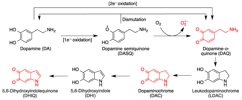 Toxic species derived from the oxidative metabolism of dopamine. Formation of dopamine-o-quinone (DAQ) from the one-electron or two-electron oxidation of dopamine and its evolution by intramolecular Michael additions and additional oxidation reactions.