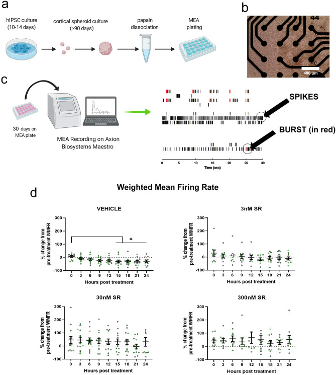 SR141716A did not significantly increase WMFR or bursting frequency but increased variability (a) Schematic illustrating the process of cortical spheroid culture, dissociation, and plating. (b) Image of dissociated cortical spheroids on top of 16 microelectrodes. Image taken 19 days after dissociation. (c) Dissociated spheroids adjust to the MEA plate for 30 days. They are then treated with SR and recorded for 24 h. Raster plots of extracellular activity are analyzed for spiking and bursting activity. (d) The weighted mean firing rate (WMFR) of the vehicle control significantly decreased by 50% after 15 h (0 h vs 15 h: p = 0.0423, 0 h vs 18 h: p = 0.0131, 0 h vs 21 h p = 0.0094, 0 h vs 24 h p = 0.0099). There was no significant change to WMFR over 24 h of SR treatment. (e) Bursting frequency was significantly reduced after 6 h of vehicle treatment (0 h vs 6 h: p = 0.0442). (f) The average WMFR IQR of the control group over 24 h was 39.3 ± 4.7 compared to 61 ± 4.6 in the 3 nM group, 124 ± 7.3 in the 30 nM group, and 87 ± 7.7 in the 300 nM group. SR treatment significantly increased the WMFR IQR when compared to vehicle treated controls (VEH vs 3 nM: p = 0.026, VEH vs 30 nM: p < 0.001, VEH vs 300 nM: p = 0.001) (f). The variability of the 30 nM group was significantly higher than the 3 nM group (3 nM vs 30 nM: p < 0.0001) but the variability of the 300 nM group was significantly lower than the 30 nM group (30 nM vs 300 nM: p = 0.0166) (f) (g) Bursting frequency IQR within the control group over 24 h was 32.5 ± 3.5. SR increased the mean IQR to 110 ± 20 in the 3 nM group, 647 ± 88 in the 30 nM group, and 137 ± 27 in the 300 nM group. SR significantly increased bursting frequency variability (VEH vs 3 nM: p = 0.0221, VEH vs 30 nM: p = 0.0005, VEH vs 300 nM: p = 0.0267). Variability was greatest at 30 nM (3 nM vs 30 nM: p = 0.0008, 30 nM vs 300 nM: p = 0.0009). Effects in panels (d) and (e) were compared using one-way ANOVA with multiple comparisons. Effects in panels (f) and (g) were compared using Dunnett's T3 multiple comparisons test. Data represented as mean ± SEM. Significance (*) defined by p < 0.05. Schematics in panel (a) and (c) were created with BioRender (https://biorender.com/).