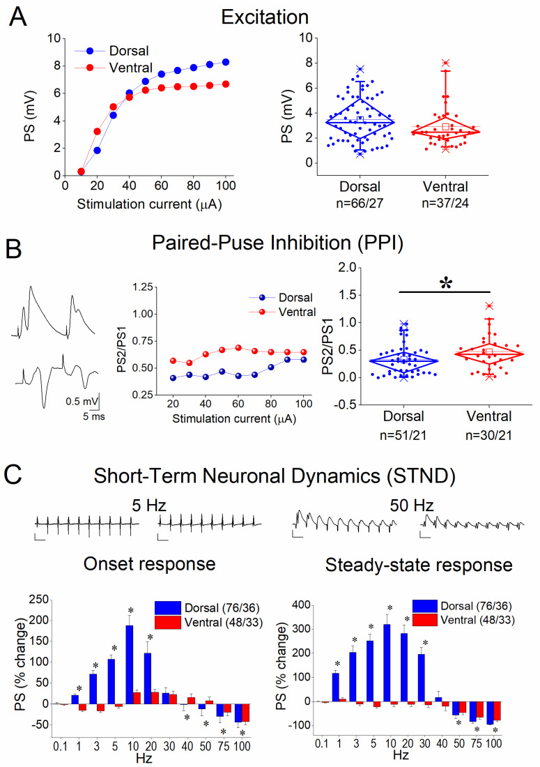 Baseline measurements of excitation (A), paired-pulse inhibition (PPI) (B), and short-term neuronal dynamics (STND) (C) in the dorsal and ventral hippocampus. (A) Examples of input-output curves constructed by plotting PS amplitude as a function of stimulating current intensity (left graph) and boxplots of the average PSs calculated from input–output curves for the dorsal and ventral hippocampus (right graph). (B) Example traces illustrating the paired-pulse inhibition (PPI) (left graph), the PS2/PS1 ratio plotted against the stimulation current (middle graph), and the average PS2/PS1 ratio (right graph) are shown for the dorsal and ventral hippocampus. (C) STND evoked by a ten-pulse train of varying frequency. Example traces of ten consecutive PSs evoked by frequency stimulation applied at 5 and 50 Hz are shown on the top of the graphs. Calibration bars: 1 mV (all traces); 200 ms in traces of 5 Hz and 20 ms in traces of 50 Hz. Asterisks denote differences between the dorsal and the ventral hippocampus (independent t-test, at p < 0.05).