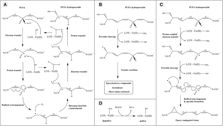 Reaction mechanism of lipoxygenases (LOXs). (A) Dioxygenase activity. Hydrogen atom removal is thought to proceed through a proton-coupled electron transfer mechanism (PCET), in which the transfer of electron and proton occur simultaneously (concerted mechanism), depicted separately for simplicity. (B) Lipohydroperoxidase activity. (C) Leukotriene synthase activity. (D) Activation of LOX by a hydroperoxide.