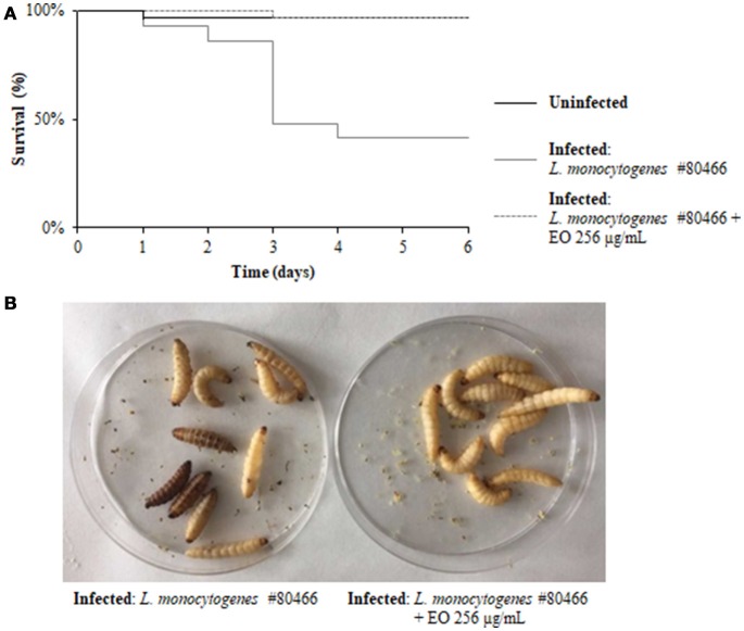 Survival of G. mellonella larvae infected with L. monocytogenes strain #80466 grown in presence of the C. sativa EO. (A) Kaplan-Meier survival curves of G. mellonella larvae after 6 days from injection with L. monocytogenes strain #80466 are shown. No more than one control larvae injected with PBS died in any given trial (data not shown); (B) Dead (black and motionless) and viable (yellowish and moving) larvae.