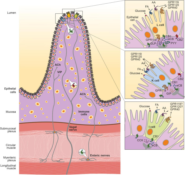 The endocannabinoid system in the gastrointestinal tract. The crosstalk between the intestinal eCB system and microbiota regulates many GI functions, such as gut permeability, motility, hormonal secretion, nutrient absorption and immune response. CB1R is expressed in different cells in the gut, including epithelial cells (colored in violet) and different types of enteroendocrine cells (colored in yellow, L cell; blue, K cell, and green, I cell, respectively) in the mucosa layer. In the myenteric and submucosa plexus, CB1R is present in the enteric nervous system, in particular, in the cell bodies of cholinergic neurons containing the neurotransmitter acetylcholine (ACh). Furthermore, CB1R is expressed in the afferent vagal neurons. CB2R is expressed in immune cells as well as in the epithelial cells in the mucosa. AA, arachidonic acid; CCK, cholecystokinin; FA, fatty acids; GIP, gastric inhibitory peptide; GLP-1, glucose-like peptide 1; GPR119, G protein-coupled receptor 119; GPR120, G protein-coupled receptor 120; GPR40, G protein-coupled receptor 40; PYY, peptide YY.