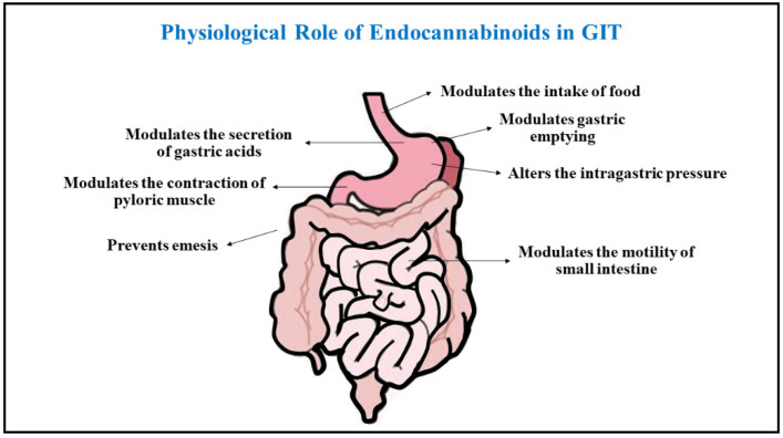 The figure describes a collective overview on physiological roles attained by endocannabinoids in the management of gastrointestinal complications.