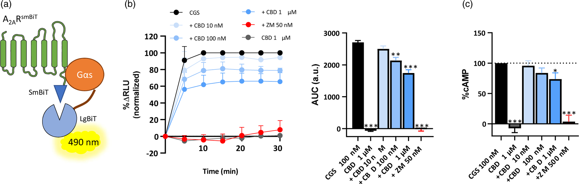 Assessment of CBD effects on A2AR intrinsic activity. (a) Schematic representation of the NanoBIT™-based assay. The two fragments of nanoluciferase, small (SmBIT) and large (LgBIT), are fused to A2AR and mini-Gαs protein, respectively. Then, upon agonist binding, A2AR intrinsic activity is assessed by receptor recruitment of Gαs, which induces an increase on luminescence due to nanoluciferase reconstitution. (b) Representative time-course of A2AR agonist-mediated Gαs recruitment. The selective A2AR agonist CGS21680 was challenged to A2ARSmBiT and LgBiT mini-Gαs expressing HEK-293T cells in the absence/presence of increasing concentrations of CBD or ZM241385. The luminescent signal obtained after reconstitution of the nanoluciferase was assessed by calculating the area under the curve for each condition. Data are shown as mean ± SEM of three independent experiments with five replicates. *P < 0.05, ***P < 0.001, one-way ANOVA with Dunnett’s post hoc test. (c) cAMP accumulation was assessed on HEK-293T cells permanently expressing the A2ARNL. Cells were challenged with the selective A2AR agonist CGS21680 (100 nM, normalised to 100% of effect) in the absence/presence of increasing concentrations of CBD. Data are expressed as mean ± SEM of four independent experiments performed in triplicates. *P < 0.05, one-way ANOVA with Dunnett’s post hoc test.