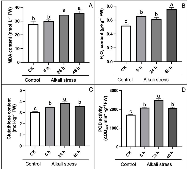 Effect of alkali-stress on physiological indices of antioxidant system compared to control treatment.(A) Malondialdehyde (MDA) content, (B) Hydrogen peroxide (H2O2) content, (C) Glutathione content, (D) Peroxidase (POD) activity. The statistical error bars indicate mean+SDs and dissimilar letters are denoting the significant change from each other (p < 0.05).