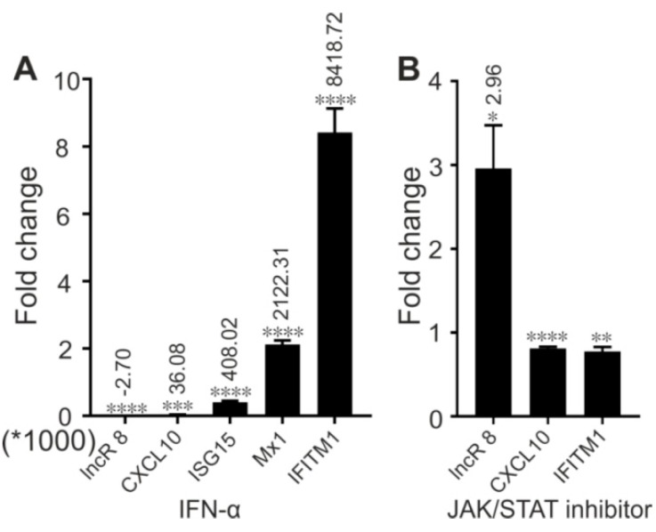 IFN treatment depresses lncR 8 through JAK/STAT pathway. Cells were treated with either mock or IFN-α, and collected after 8 h incubation (A). For JAK/STAT inhibition, JAK/STAT inhibitor or mock was added 1 h before IFN treatment (B). qRT-PCR data of targeting genes was normalized to GAPDH. The data are shown as the mean ± SEM of at least three independent experiments. * p ≤ 0.05, ** p ≤ 0.01, *** p ≤ 0.001, and **** p ≤ 0.0001. Altered mRNA level with significance are marked with numbers at the top of the bar. The numbers indicate fold changes of mRNA expression after treatment, where positive numbers mean upregulation, negative numbers mean downregulation.