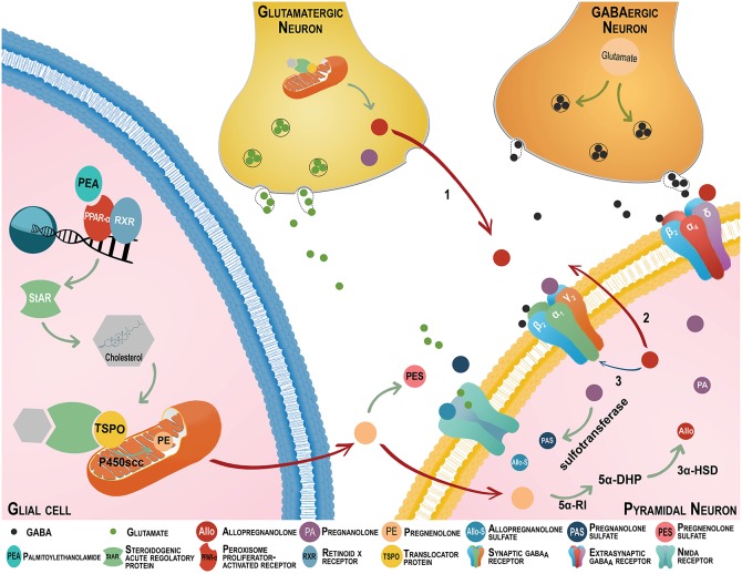 The endocannabinoid and neurosteroid systems cross-talk regulates emotional behavior. The neurosteroids, allopregnanolone (Allo) and its equipotent isomer pregnanolone (PA) are primarily synthesized in glutamatergic corticolimbic neurons and upon secretion; they may act at GABAA receptors located on cell bodies or dendrites of distal pyramidal neurons (Arrow 1). They may also act at GABAA receptors located on glutamatergic neurons' dendrites or cell bodies by an autocrine mechanism (Arrow 2), or may access and act at the intracellular sites of GABAA receptors located in glutamatergic neurons that produced allopregnanolone itself (Arrow 3) (Agís-Balboa et al., 2006, 2007; Pinna et al., 2008). Allopregnanolone plays a central neuromodulatory role in facilitating the action of GABA at GABAA receptors (a primary target of anxiolytics) and in the fine-tuning of the receptor for agonists and GABAmimetic agents (Pinna et al., 2000). The finding that allopregnanolone facilitates the efficacy of GABAA receptor allosteric modulators substantiates its endogenous physiological relevance (Pinna et al., 2000, 2008; Guidotti et al., 2001). Importantly, GABAA receptors composed by α,β,γ subunits are the most common configuration in the synaptic membranes and they are responsible for the inhibitory phasic currents. These receptors are benzodiazepine-sensitive but show lower sensitivity to GABA and allopregnanolone (Nusser and Mody, 2002). The GABAA receptors including α,β,δ subtypes are mostly extrasynaptic and mediate inhibitory tonic currents. Of note, they are not sensitive to benzodiazepines and show low efficacy for GABA, however, allopregnanolone increase their efficacy (Stell et al., 2003; Shu et al., 2012). The efficacy of GABAergic neurosteroids is greatly enhanced for this receptor combination (Brown et al., 2002; Nusser and Mody, 2002; Wohlfarth et al., 2002). Remarkably, protracted stress favors a GABAA receptor composition with high sensitivity for allopregnanolone and its analogs (Locci and Pinna, 2017a). Following the action of sulphotransferase, allopregnanolone, and pregnanolone can be transformed into allopregnanolone sulfate (Allo-S) and pregnanolone sulfate (PAS). These sulfated steroids can be measured by gas chromatography-mass spectrometry in serum, CSF, and brain of patients or rodents in concentrations consistent with a physiological role in modulating neurotransmitter systems (Smith et al., 2014; Locci and Pinna, 2017b). Recently, pregnanolone sulfate has been shown to inhibit NMDA receptors. Pregnanolone sulfate can accumulate in plasma membranes and may accesses binding sites that are located at NMDA receptors (Borovska et al., 2012). Importantly, pregnanolone sulfate, and probably allopregnanolone sulfate, is highly potent at inhibiting tonic rather than synaptically mediated NMDA receptor neurotransmissions. While synaptic NMDA receptors play a pivotal role in synaptic plasticity, learning and memory, as well as in synaptogenesis, tonic-mediated NMDA receptor neurotransmission is mostly involved with excitotoxicity. Thus, the effects of pregnanolone sulfate negative modulation of tonic-mediated NMDA receptor neurotransmission have relevance for neuroprotection (Vyklicky et al., 2016). By this mechanism, these allopregnanolone and pregnanolone sulfated derivatives may play a role in the regulation of cognitive processes and of emotional behavior (reviewed in Locci and Pinna, 2017a). There is growing evidence that the intracellular peroxisome proliferator-activated receptor (PPAR-α) is also a cannabinoid target (depicted on the bottom right). PPAR-α heterodimerize with the retinoid X receptor (RXR) and binds to the consensus regions on the target gene promoters and initiates transcription (Neumeister, 2013). Given that endoannabinoids activate PPAR-α (Marsicano et al., 2002; Pistis and Melis, 2010), the activation of these nuclear receptors represents a novel mechanism by which cannabinoids may modulate behavior. The endocannabinoid congener, N-palmitoylethanolamine (PEA) is a PPAR-α endogenous agonist, which is decreased in PTSD patients (Wilker et al., 2016). Recent preclinical findings showed that supplementing PEA in rodent PTSD models improves emotional behavior by enhancing allopregnanolone biosynthesis in corticolimbic glutamatergic neurons. This effect is mimicked by PPAR-α agonists and prevented by allopregnanolone biosynthetic enzyme blockers and by deletion of the PPAR-α gene (Locci and Pinna, 2017b). Thus, anxiolytic, anti-aggressive and anti-fear effects of PEA and synthetic PPAR-α agonists may relate to an induction of corticolimbic allopregnanolone's biosynthetic enzymes. This may result in potentiation of GABAA receptor and, possibly, in an inhibition of tonic-mediated NMDA signal transduction associated with improved behavioral dysfunction. Stress effects on PEA levels and probably expression of PPAR-α may result in the downregulation of allopregnanolone's biosynthetic enzyme expression and allopregnanolone levels. The interface of the endocannabinoid and neurosteroid systems may provide an important biomarker axis to selectively predict, diagnose, and establish the best individualized treatment selection for PTSD patients.