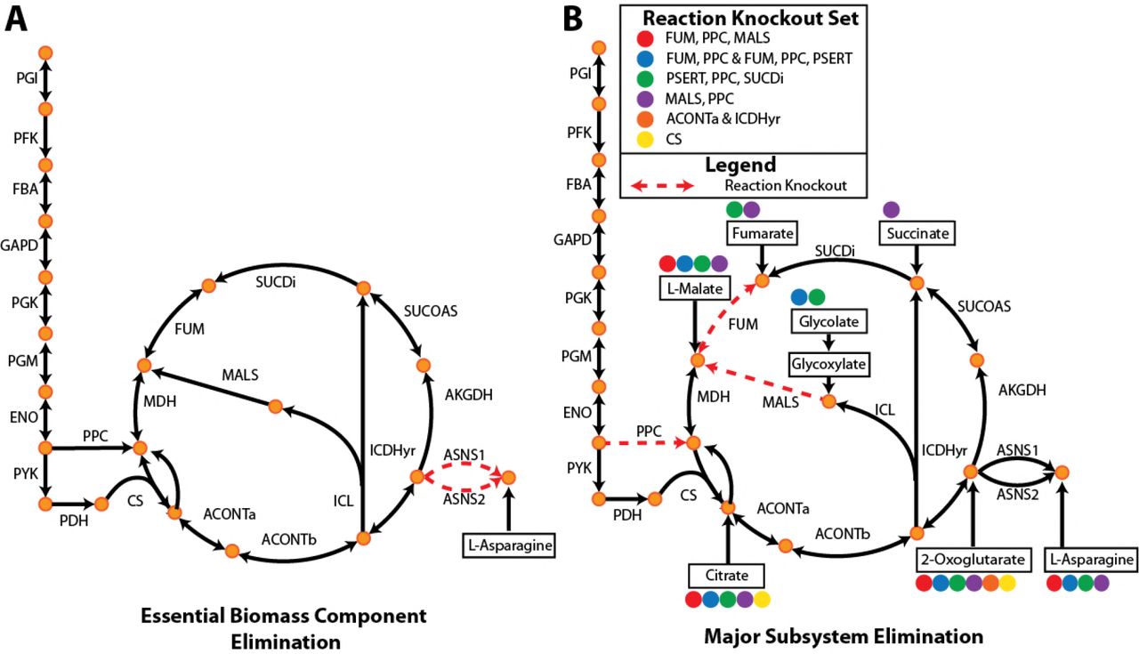 OptAux SolutionsDepending on the parameters used when running OptAux, two major solution types are possible. A: Essential Biomass Component Elimination designs, like the ASNS1 and ASNS2 knockout shown, can grow only when one specific metabolite is supplemented. For the case shown, this metabolite is L-asparagine. B: Alternatively, Major Subsystem Elimination designs have a set of alternative metabolites that can restore growth in these strains. Examples of these designs are shown for citric acid cycle knockouts sets. One specific three reaction knockout design (FUM, PPC, MALS) is shown in red dashed lines where four metabolites in the figure can individually rescue this auxotroph (marked with solid red circles). The metabolites that can restore growth for each of the knockout strain designs listed in the legend are indicated with the colored circle associated with the reaction knockouts.