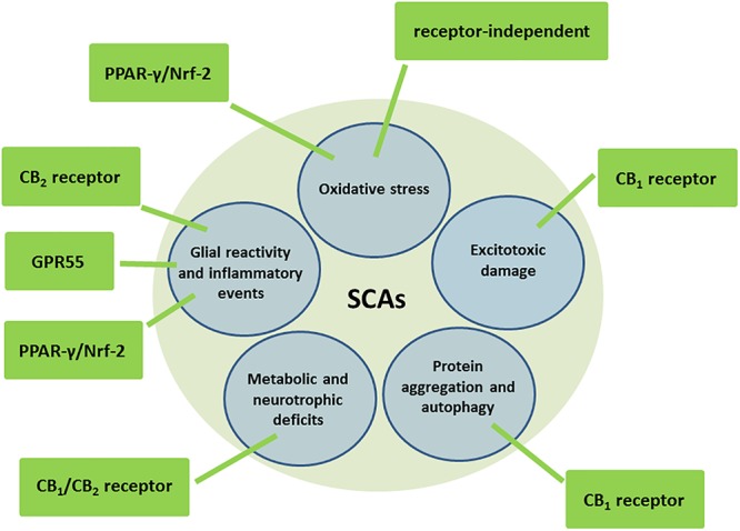 Molecular and cellular mechanisms potentially involved in the neuroprotective effects of cannabinoids in autosomal-dominant SCAs.