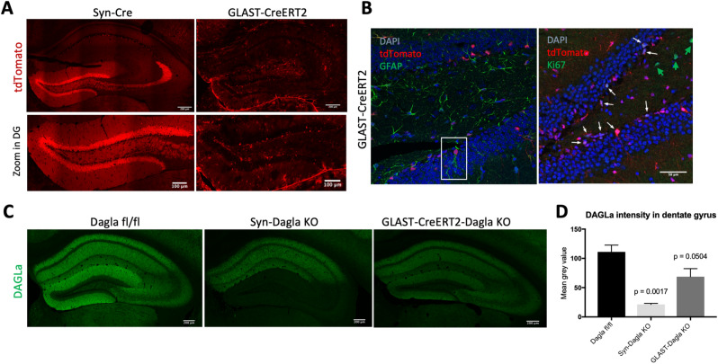 Syn-Dagla KO and GLAST-CreERT2-Dagla KO lines show opposing patterns of DAGLa deletion in the hippocampal dentate gyrus (DG). (A) Validation of Cre-efficacy in hippocampus (top, scale bar 200 µm) and DG (bottom, scale bar: 100 µm) in Syn-Cre and tamoxifen-induced GLAST-CreERT2 lines crossed with the RosaTomato reporter line. GLAST-CreERT2 show tdTomato expression (red) and thus recombination activity in areas populated mostly by glial cells, especially in the subgranular zone (SGZ) of DG, but not in neurons in the granule cell layer of DG. Syn-Cre mice show tdTomato expression specifically in neurons in the granule cell layer of DG and CA3 but not in CA1 and CA2 or SGZ. (B) (Left) Co-staining of GLAST-CreERT2-RosaTomato with glial marker GFAP (green) in dentate gyrus. TdTomato expressing glia cells are mainly localized in the subgranular zone (SGZ) of dentate gyrus and show typical shape of neural stem and progenitor cells (NSPCs, example in white box)). Only few astrocytes not located in SGZ show tdTomato expression. (Right) Co-staining of GLAST-CreERT2-RosaTomato with proliferation marker Ki67 (green). 68% of all proliferating cells express Cre; 17% of all Cre-expressing cells are proliferating cells (n = 3 animals/group; white arrows: cells co-expressing tdTomato and Ki67; green arrow: proliferating cells not expressing tdTomato). (C) Representative images of DAGLa immunostainings from hippocampi. In Dagla fl/fl control mice, DAGLa is highly expressed throughout the hippocampus. Syn-Dagla KO mice show a very low DAGLa signal in dentate gyrus (DG) and cornu ammonis 3 (CA3), while CA1 and CA2 show similar DAGLa expression as in Dagla fl/fl control mice. The DAGLa signal in hippocampus of GLAST-CreERT2-Dagla KO mice is markedly reduced compared to control mice. (D) Quantification of DAGLa signal intensity in the DG of conditional knockout mice. GLAST-CreERT2-Dagla KO mice show a significant reduction of DAGLa signal in the dentate gyrus, that was even more pronounced in Syn-Dagla KO mice (1-way ANOVA: F2,6 = 18.34; p = 0.0028; n = 3 per group).