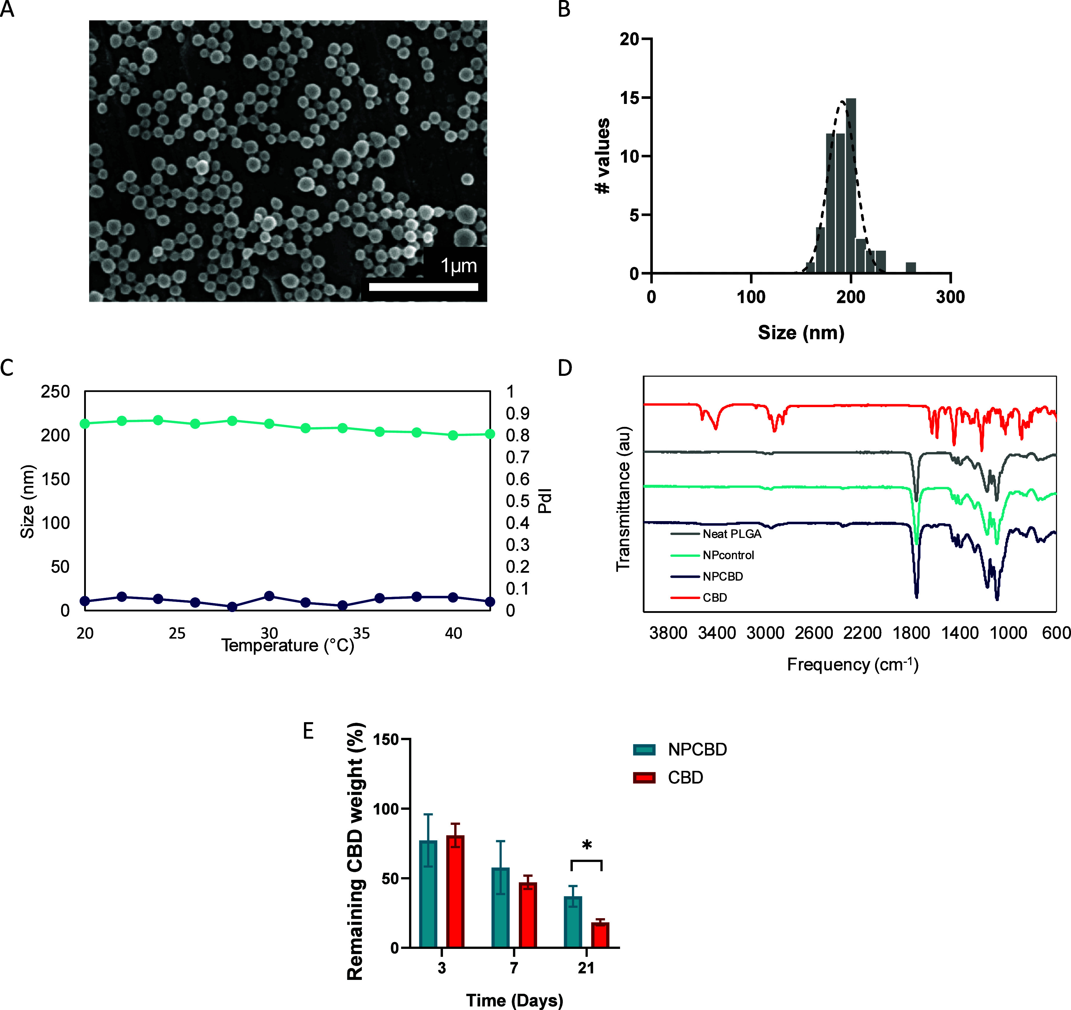 NPCBD possesses suitable physicochemical properties for enhancing CBD pharmacological properties. (A) FESEM micrographs of NPCBD; (B) extracted histogram of NPCBD distribution; (C) NPCBD stability showed in terms of the hydrodynamic diameter in nm, and the polydispersity index (PDI) in a range of temperatures from 20 to 42 °C; (D) FTIR spectra of the neat PLGA, NP0, NPCBD, and the free drug; (E) stability of free CBD when compared to NPCBD up to 21 days incubated in ACSF at 37 °C. Data expressed as % of CBD remaining analyzed by HPLC (data are represented as mean ± SEM, N ≥ 4 experimental replicates. *p < 0.05, one-way ANOVA followed by Tukey’s posthoc test).