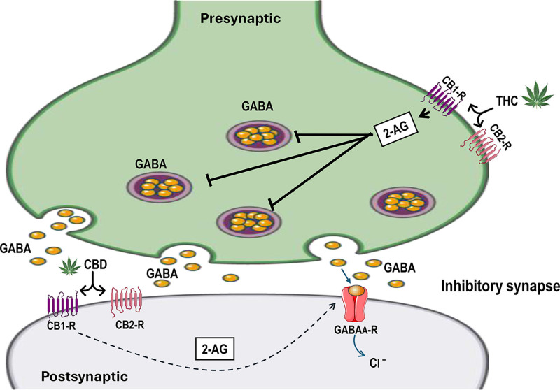 Cannabinoid interaction with the GABA signaling. The major phytocannabinoids, tetrahydrocannabinol (THC), and cannabidiol (CBD) modulate the release of GABA and the activity of GABAA receptors (GABAARs), correspondingly. THC activation of presynaptic CB1-R inhibits the release of GABA into the synaptic cleft in the brain (hippocampal interneurons). Meanwhile, CBD activates postsynaptic CB1-Rs and enhances GABAergic activity by potentiating GABAAR currents through the action of endocannabinoid ligand 2-AG.