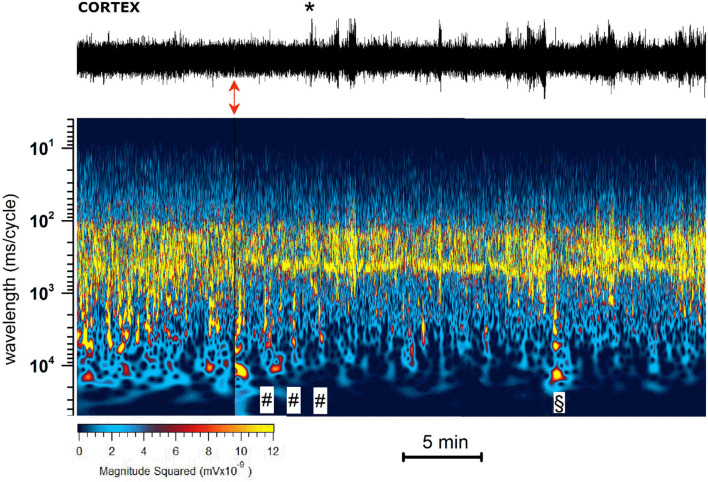 Representative 40 min recording of cortical EEG during JWH-073 administration and relative spectrogram. (Upper) Raw EEG with JWH-073 administration (red double headed arrow). Asterisk points to the first high amplitude event. (Bottom) Corresponding spectrogram correlating time (X) vs. wavelength (Y) and power (color scale). Wavelength ranges from 0.05 to 150 Hz (Y axis, bottom to top). Color power scale (below X scale), with power magnitude increasing from left to right (smallest to highest values = darker to lighter colors). “#” symbols (bottom of the spectrogram), correspond to short-high energy episodes with frequency range 0.7–7 Hz (not visible in the corresponding above EEG). “§” symbol (20 min) points to an event with frequency range ~ 2 to 30 Hz followed by a short depression then by high energy/low frequency (0.05–7 Hz) burst events. Similar sequelae were present in all experiments.