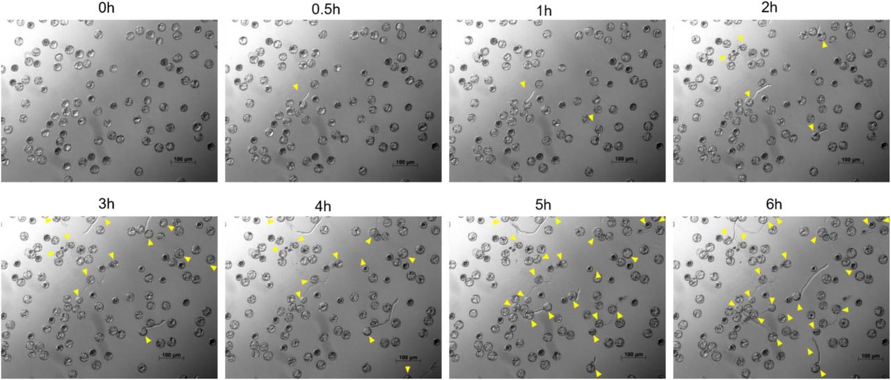 Representative photographs of cannabis pollen germination profile. Images taken at every 30-minute intervals for 6 hrs with germinating pollen grains indicated by the yellow arrows. Germination was started within 30 minutes with extending pollen tubes clearly visible. Images were acquired using an inverted fluorescent microscope (Zeiss Axio Observer Z1, Germany).