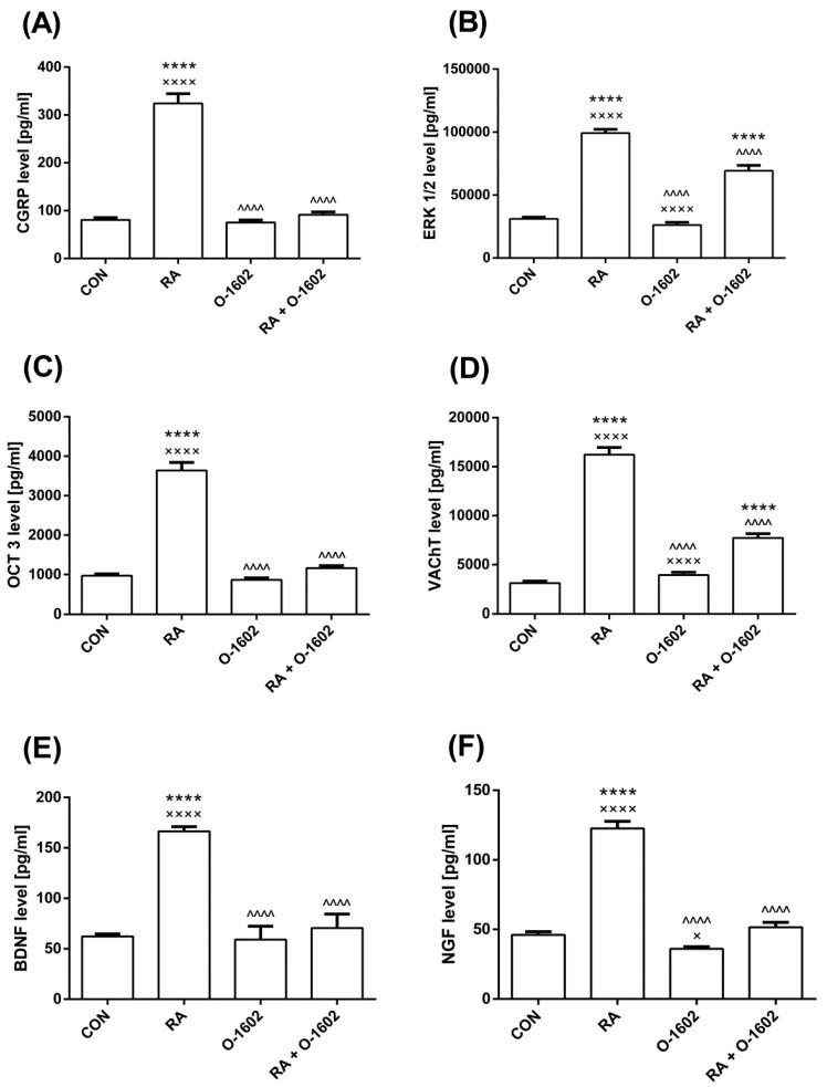 The influence of O-1602 administration in female rats with detrusor overactivity induced by RA on the level of (A) CGRP, (B) ERK1/2, (C) OCT3 in the bladder urothelium, (D) VAChT in the bladder detrusor muscle, (E) BDNF, and (F) NGF in the urine. One-way ANOVA: F(3,56) = 119.1, p < 0.0001 for CGRP; F(3,56) = 136.8, p < 0.0001 for ERK1/2; F(3,56) = 143.5, p < 0.0001 for OTC3; F(3,56) = 164.3, p < 0.0001 for VAChT; F(3,56) = 200.4, p < 0.0001 for BDNF; F(3,56) = 136.4, p < 0.0001 for NGF. All results are presented as the means ± SEM (n = 15 rats per group). The obtained data were assessed by the one-way ANOVA followed by Tukey’s post hoc test. *, ^, or ×: p < 0.05; **, ^^, or ××: p < 0.01; ***, ^^^, or ×××: p < 0.001; ****, ^^^^, or ××××: p < 0.0001. *: Significantly different from the CON; ^: Significantly different from the RA group; ×: Significantly different from the RA + O-1602 group. Abbreviations: BDNF—brain-derived neurotrophic factor; CGRP—calcitonin gene related peptide; ERK1/2– extracellular signal-regulated kinase 1/2; NGF—nerve growth factor; O-1602—agonist of GPR55 and GPR18 cannabinoid receptors; OCT3—organic cation transporter 3; RA—retinyl acetate; VAChT—vesicular acetylcholine transporter.