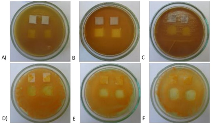 The effect of the modified polymer textiles on the viability of E. coli (PET-ZnO (A); PA-ZnO (B); and PP-ZnO (C)) and S. aureus (PET-ZnO (D); PA-ZnO (E); and PP-ZnO (F)) determined by the plate method.