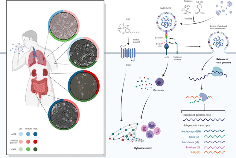 Spike protein of SARS-CoV-2 binds to ACE2 receptors, fusing to the cell membrane and releasing the viral RNA into the host cell. SARC-CoV-2 depends on cellular serine protease, TMPRSS2, for Spike priming. Viral replication in host cells is always associated with inflammation and immune activation being that virus–host–cell interaction produces a set of immune mediators, cytokines, against the virus. It represents the ACE2, TMPRSS2, and CN2R expression levels (low, medium, high) in lung, skin, colon, and kidney tissues (data obtained from Human Protein Atlas available from http://www.proteinatlas.org, Uhlén M et al. Tissue-based map of the human proteome. Science (2015) PubMed: 25613900 DOI: 10.1126/science.1260419). CBD and terpenes (linalool and 1.8-cineole as representative of components of the formulations) are represented as virucide agents blocking and inactivating the virus at an early stage of infection, as antiviral agents blocking the virus cellular machinery and as agents against an overactive immune-inflammatory cascade. As the efficiency of Spike–ACE2 interaction determines SARS-CoV-2 transmissibility, the expression of ACE2 and TMPRSS2 could represent a major risk factor for the susceptibility to SARS-CoV-2 infection. We evaluate the hypothesis of terpenes as virucide agents that could disrupt the interaction between the Spike/TMPRSS2 proteins and the host cell ACE2 receptor. Moreover, after virus entry, terpenes could potentially have an antiviral effect by inhibiting RdRp thus preventing viral replication. Also, it was intended to better understand if a specific group of terpenes and CBD have the potential to act synergistically as therapeutic agents for SARS-CoV-2 and if the action is at early stages or later stages of infection. We assess the hypothesis that CBD may have the potential for modulating the exacerbated inflammatory process typical of COVID-19. CBD is a partial agonist CN2R that is widely expressed in the immune system and, when stimulated, promotes the inhibition of proinflammatory cytokine production, the increase of anti-inflammatory cytokines, and the induction of regulatory T cells.