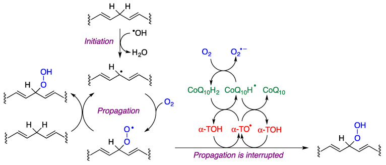 The lipid peroxidation process and mechanisms that protect against it involving the interplay of α-tocopherol and coenzyme Q10.