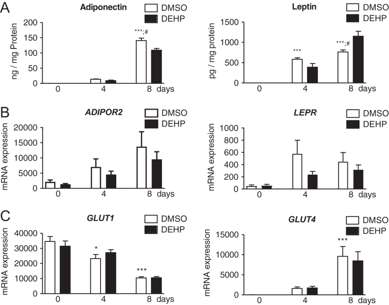 Adipokines, their receptors and the glucose transporters in the SGBS cell model during normal and DEHP-exposed adipogenesis. The secretion of adiponectin and leptin was measured (A). Additionally, the gene expression of their receptors, adiponectin receptor 2 (ADIPOR2) and leptin receptor (LepR) (B), and the glucose transporters GLUT1 and GLUT4 (C) was evaluated in SGBS cells during adipogenic differentiation with and without DEHP. Absolute mRNA expression is presented copy number per 1000 molecules TBP. n = 6 for secretion; n = 8 for mRNA expression; *P ≤ 0.05; **P ≤ 0.01; ***P ≤ 0.001 for comparing normal adipogenesis to day 0; #P ≤ 0.05 for comparing the unexposed and DEHP-exposed group.