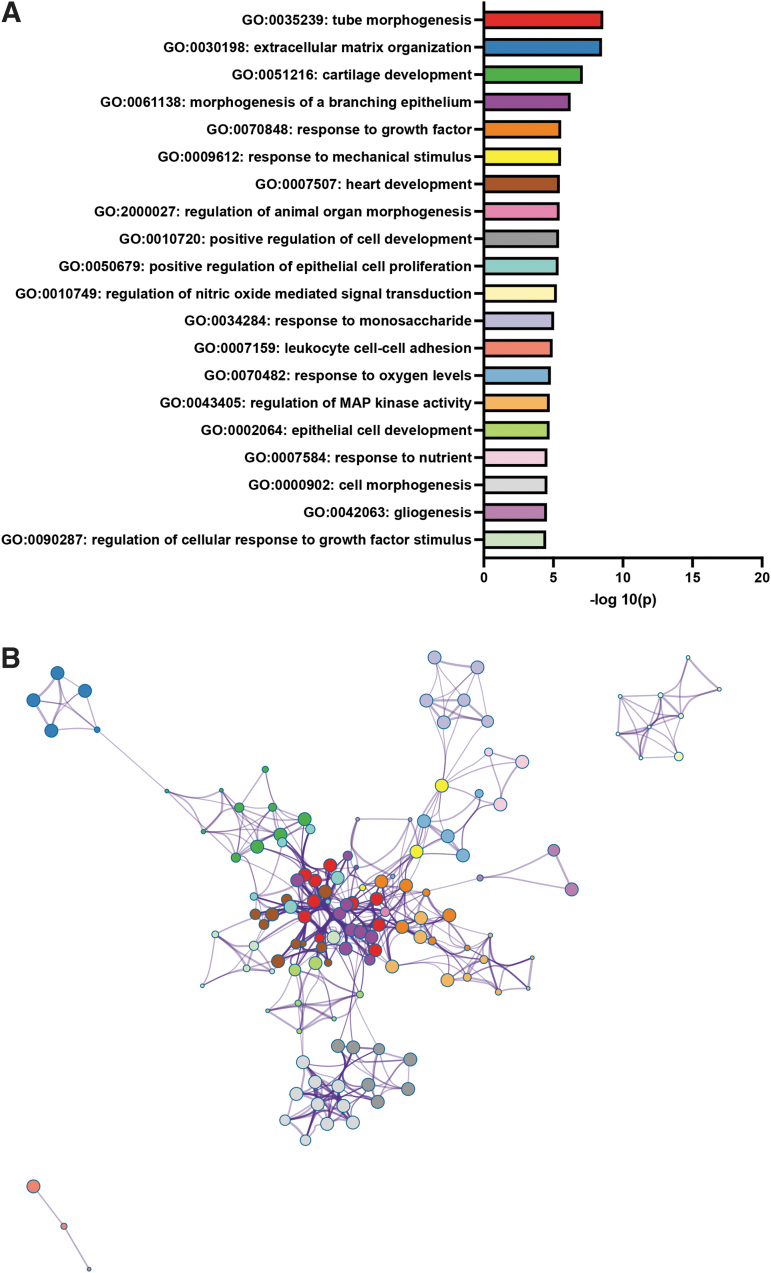 Downregulated GO biological processes in placenta from 3 mg/kg CBD exposed pregnancies compared with placentae from VEH control pregnancies. (A) −Log10(p-value) of downregulated GO biological process in the CBD versus VEH placenta. (B) Enriched ontology clusters: A subset of representative terms from each of the full GO clusters converted to a network layout. Each term is represented by a colored node (matching the graph in A), with nodes of the same color belonging to the same GO cluster. Node size is proportional to the number of input genes that fall under the term. Terms with a similarity score >0.3 are linked by an edge (the thickness of the edge represents the similarity score). GO, gene ontology.