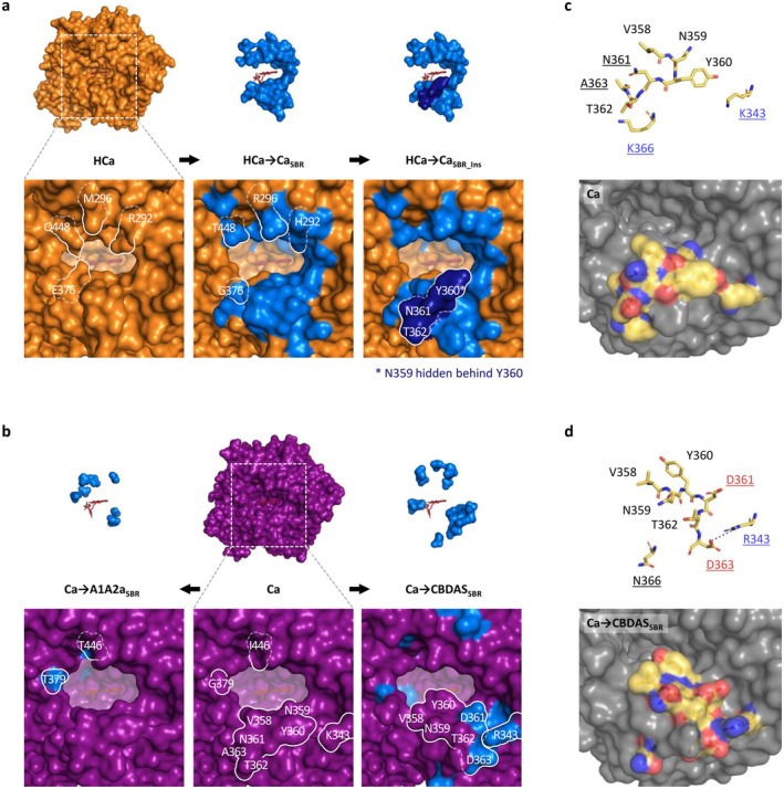 Major modifications in the substrate binding region of ancestral and hybrid cannabinoid oxidocyclases. (a, b) Comparison of the substrate binding region of HCa (a), Ca (b), and associated hybrids. The HCa backbone is orange, the Ca backbone is purple, mutated amino acids are light blue, the four‐amino acid insertion is dark blue, and the FAD cofactor is red. To improve three‐dimensional visualisation, the cavity opening toward the FAD was coloured in transparent white. Mutated residues that strongly impact the shape of the substrate binding region are outlined in white; the line is solid on the surface of the enzyme and dotted where the residues are buried. (c, d) Licorice (up) and surface views (down) of region 358–366 (ASA‐loop) in Ca (c) and Ca → CBDASSBR (d). Residues 343, 358–362 and 366 are shown in yellow, with red oxygen and blue nitrogen atoms. The surface views show these residues in their context (grey). In the licorice views, names of residues with electrically charged side chains are highlighted in red (negative) and blue (positive). Names of residues mutated in Ca → CBDASSBR are underlined. The dotted grey line between D363 and R343 in panel d is 4.8 Å long. To improve readability, residues 363–365 were not detailed in the licorice view, as they overlap with others and did not undergo major modifications. Residues are numbered according to their THCAS equivalent.
