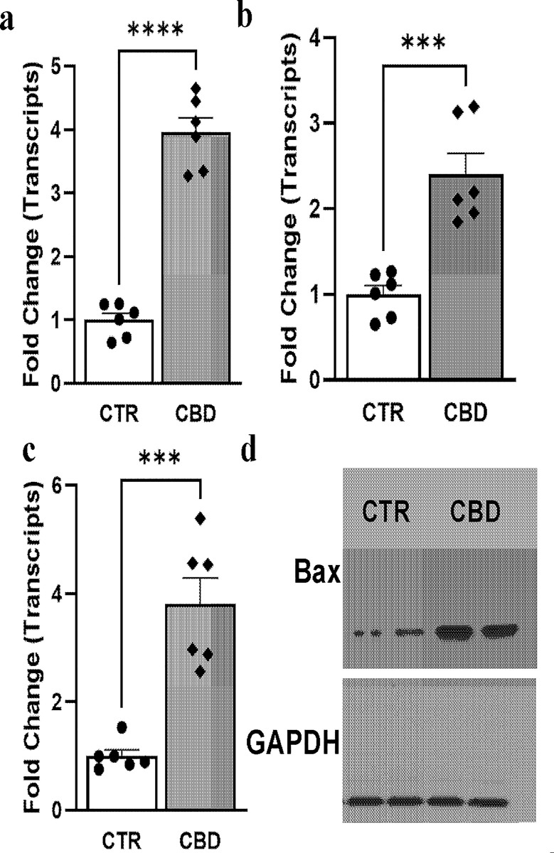 Effect of CBD on the intrinsic pathway of apoptosis in PC3 cells.Real-time PCR analyses of transcripts (a) Caspase 3 (b) Caspase 9 and (c) Bax from PC3 cells treated with vehicle (CTR) or CBD (10μM) for 48h. All data were normalized to the housekeeping gene β-actin. *** p<0.001 CBD vs CTR; **** p<0.0001 CBD vs CTR, n = 6/group. (d) Western blot analyses of Bax proteins from control and CBD treated PC3 cells.