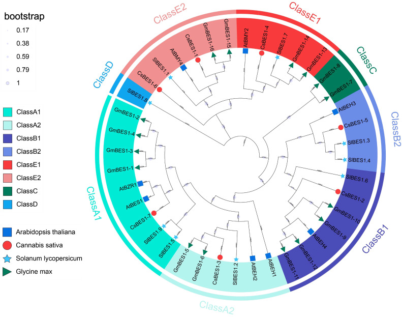 Circular phylogenetic tree visualizing BES1 gene family classification into eight colored classes, annotated with bootstrap support. Species are indicated by distinctive symbols: squares for Arabidopsis thaliana, circles for Cannabis sativa, stars for Solanum lycopersicum, and triangles for Glycine max.