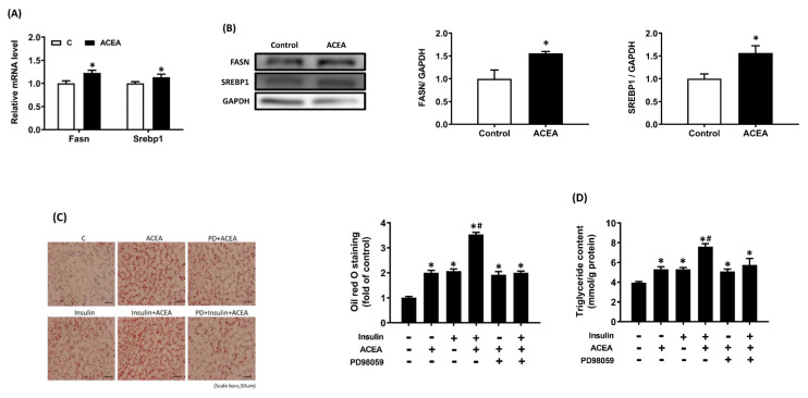 Insulin enhances intracellular lipid accumulation induced by the CB1R agonist arachidonyl-2-chloroethylamide (ACEA) in AML12 hepatocytes. AML12 hepatocytes were incubated in the presence of oleic acid (200 μM) with or without ACEA (1 μM) for 24 h, then Fasn and Srebp1 mRNA expression (A) and protein density (B) were measured. Then AML12 hepatocytes were preincubated for 1 h in the presence or absence of the ERK inhibitor PD98059, then treated with or without insulin (100 nM) in the continued presence or absence of PD98059 for 24 h, and finally incubated in the presence of oleic acid (200 μM) with or without ACEA (1 μM) for another 24 h. Intracellular triglyceride (TG) accumulation was evaluated via oil red O staining (C) and a TG assay kit (D). The blot shown is representative of the results (GAPDH served as a loading control). The oil red O-stained image shown is representative of the results. The results are expressed as fold change (mean ± SEM) from four biologically independent experiments. * p < .05 compared with the vehicle control; # p < .05 compared with insulin alone.