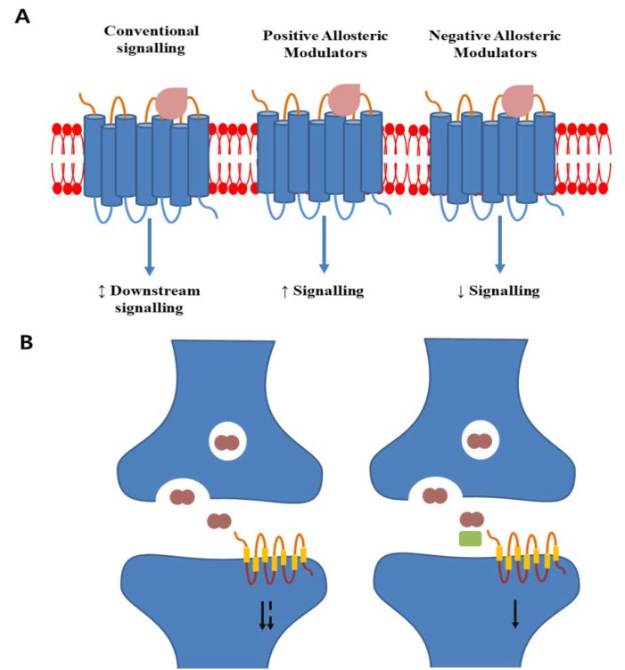 Schematic display of allosteric modulator action on GPCRs. (A) Conventional agonist binding makes conformational changes and activates downstream signalling. Positive allosteric modulators bind to a distinct site and enhance conventional ligand-induced signalling. Negative allosteric modulators binding decreases conventional agonist efficacy and reduces downstream signalling. (B) In normal physiology, neurotransmitters are released into the synaptic cleft, binding to postsynaptic GPCRs, and activating downstream signalling. The duration of signalling can be degraded by metabolizing enzymes. A positive allosteric modulator (green rectangle) cobinding with the metabolites can extend the duration of receptor activation and enhance signalling (based on [177]).