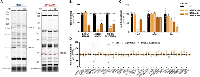 Neuro-2a DAGLα–β-ABHD6 triple KD populations have decreased 2-AG levels. (A,B) ABHD6 and DAGLα–β-ABHD6 KD populations were analyzed by gel-based ABPP using probes MB064 (2 μM) and FP-TAMRA (500 nM) (20 min, rt). Coomassie served as a protein loading control. (B) Probe labeling was normalized for protein loading. Data is expressed as % of vehicle [mean ± SEM (WT: n = 9, KD: n = 3), t-test: ∗∗∗p < 0.001]. (C) Lipidomics analysis on WT and ABHD6 KD Neuro-2a populations treated in situ with vehicle or DH376 (100 nM, serum-free, 2 h). Lipid abundance was normalized for the amount of protein. Data is expressed as % of vehicle [mean ± SEM (WT: n = 8, KD: n = 4/2), t-test: ∗p < 0.05, ∗∗p < 0.01, ∗∗∗p < 0.001]. (D) DAGL and ABHD6 KD efficiency was assessed by chemical proteomics on WT and KD Neuro-2a populations using probes MB108 and FP-biotin (10 μM each, 30 min, 37°C). Data is expressed as % of WT-vehicle [mean ± SEM (n = 4), t-test with Holm–Sidak multiple comparison correction: ∗∗p < 0.01, ∗∗∗p < 0.001].