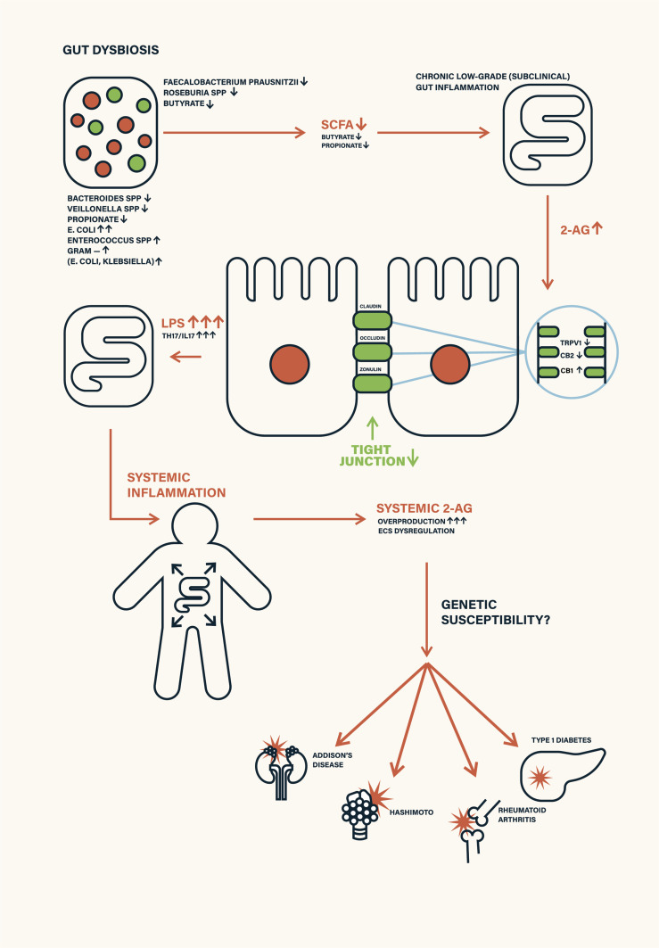 Schematic depiction of environmental triggers—such as antibiotic exposure, poor diet, infant formula feeding, and stress—disrupting gut microbiota and endocannabinoid system (ECS) homeostasis. This leads to ECS receptor desensitization, increased intestinal permeability (leaky gut), and systemic inflammation, ultimately contributing to autoimmune disease manifestation.