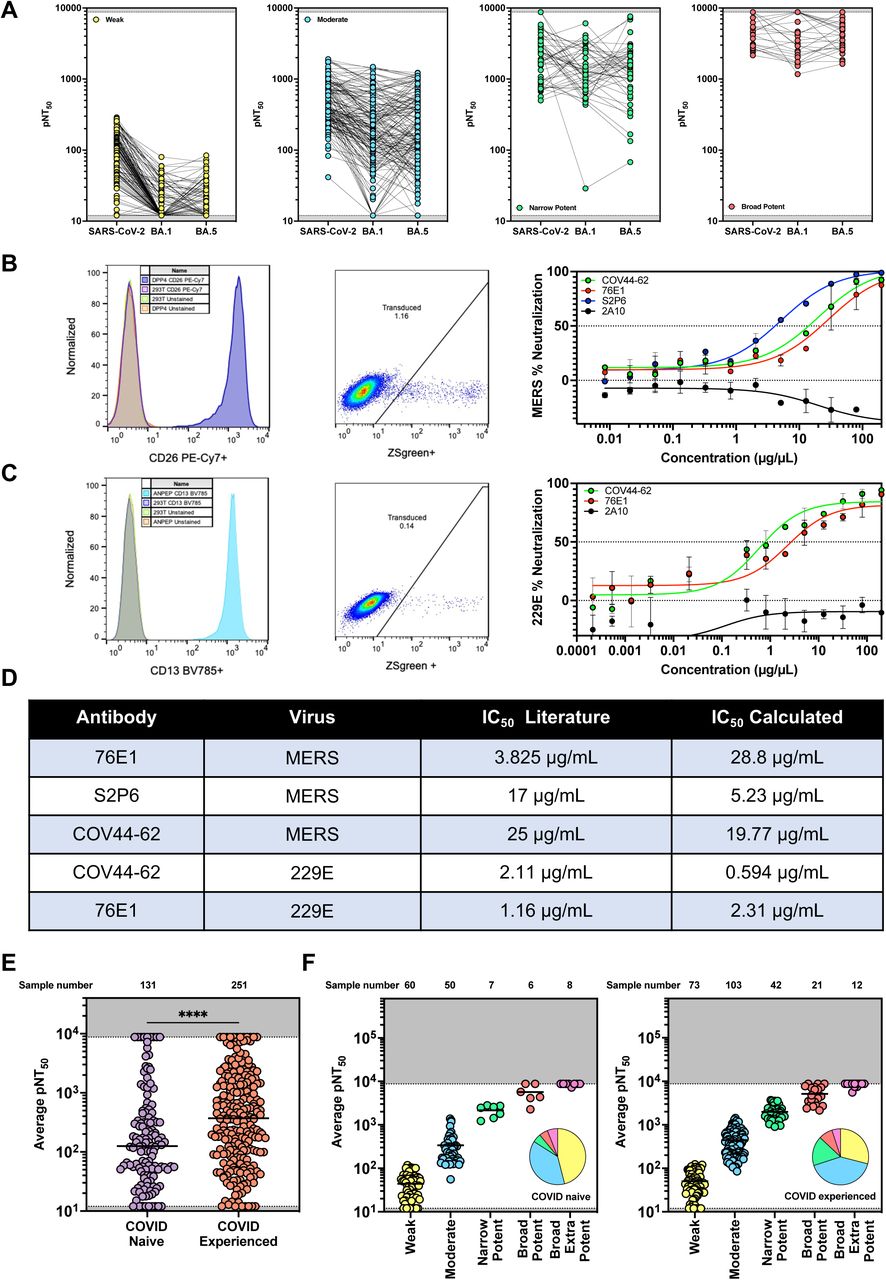 Individual neutralization values for donor cohort and development and validation of MERS and 229E neutralization assays.(A) Neutralization Assay results (average of n = 2 technical replicates) against SARS-CoV-2 WT and BA.1, BA.5 variants for a cohort of 382 donor samples.(B-C) Adaptation of our high throughput neutralization assay to evaluate MERS (B) and 229E (C) neutralization. We transduced 293T cells to express either hDPP4 (B) or hANPEP (C) and confirmed cell-surface expression by flow cytometry (Left). These cell lines were tested for transduction by MERS (B) or 229E (C) pseudoviruses, respectively (Middle). Finally, we performed neutralization assays with known neutralizing antibodies COV44-62, 76E1, and S2P6, and 2A10 as a negative control to evaluate these cell lines and pseudoviruses (Right). Data represented as mean +/- SD.(D) Table comparing the IC50 values for antibodies in the literature relative to IC50 values we calculated.(E) Average neutralizing activity of 382 serum samples from donors who were either COVID-naïve or previously infected. Because the data did not follow a normal distribution (Shapiro-Wilk p < 0.0001), differences between COVID-naïve and COVID-experienced groups were analyzed using the Mann-Whitney U test. ****= P<0.0001.(F) Samples from naïve donors (left) or COVID-experienced donors (right) were divided into five groups based on neutralization potency, as defined in Figure 1A. Pie charts represent the proportion of each group.