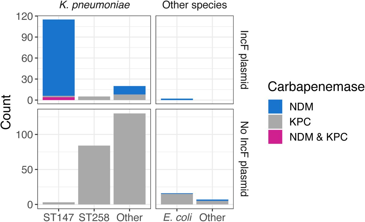 The majority of NDM+ isolates are Kp ST147 and carry NDM on an IncF plasmid.Number of sequenced isolates of various species and sequence types, what carbapenemase(s) they contain, and whether they have the IncF plasmid.