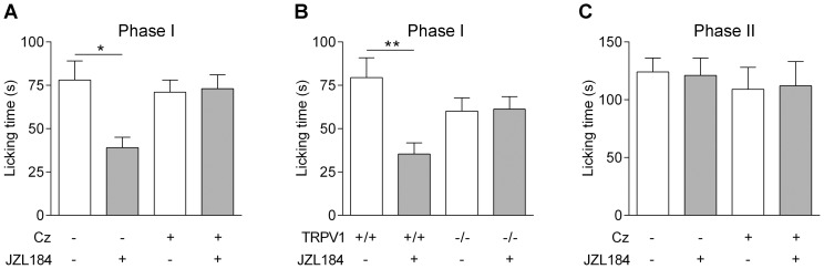 The monoacylglycerol lipase inhibitor JZL184 produces TRPV1-mediated antinociception.Intraplantar injection of formalin (2.5%) into the mouse paw produced a biphasic nociceptive response. (A) Intracerebroventricular (i.c.v.) injection of the monoacylglycerol lipase inhibitor JZL184 (10 nmol) 10 min before formalin injection produced antinociception in the first phase response and this effect was prevented by i.c.v co-administration of 10 nmol capsazepine (Cz). (B) The antinociceptive effect of JZL184 on the first phase of the formalin test was lost in TRPV1 knock-out mice. (C) The second nociceptive phase of the formalin response was unaffected by JZL184 (10 nmol) given i.c.v. 10 min after the intraplantar injection of formalin. Data are presented as mean ± s.e.m (n = 8–9). Kruskal-Wallis one-way ANOVA followed by Dunn's post hoc test was used for comparing groups of data.*P<0.05.