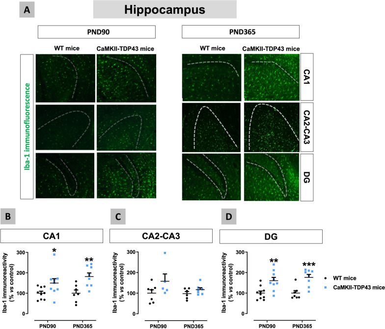 Data of Iba-1 immunofluorescence (panels A–D) in the hippocampus (CA1 and CA2–CA3 subfields, and dentate gyrus) of FTD and wildtype male mice at two different ages (PND90 and PND365), including representative microphotographs (panel A) for each genotype and the two ages investigated (scale bar = 50 μm), in which dotted lines indicate the position of the granular layer where the neuronal cell bodies are located. Details in the text. Data were expressed as means ± SEM and were analysed by two-way analysis of variance followed by the Bonferroni test (*p < 0.05, **p < 0.01, ***p < 0.005 versus the corresponding wildtype mice)