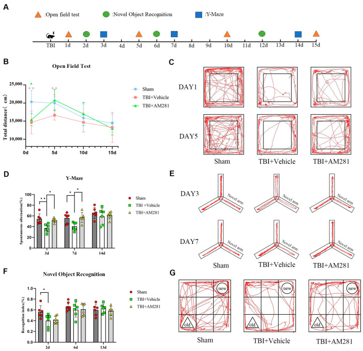 Blocking CB1 receptors improved cognitive impairment following TBI. (A): A schematic protocol for behavioral experiments. (B): Representative images showing the travel paths of Sham, TBI + Vehicle, and TBI + AM281 recorded in the open field test box. (C): Locomotor activity was assessed in the open field test as the total distance on days 1, 5, 10, and 15 post-TBI. (D): Representative images showing the travel paths of Sham, TBI + Vehicle, and TBI + AM281 were recorded in the Y-maze. (E): Spatial memory was evaluated in the Y-maze test as the spontaneous alternation on days 3, 7, and 14 post-TBI. (F): Representative images showing the travel paths of Sham, TBI + Vehicle, and TBI + AM281 were recorded in the novel object recognition test box. (G): Learning and memory were assessed in the novel object recognition test as the recognition index on days 2, 6, and 13 post-TBI. n = 6 mice per group. All data were presented with the mean ± SEM. * p < 0.05, ** p < 0.01.