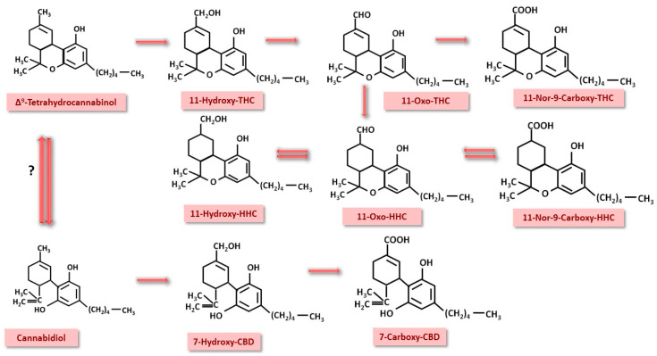 Phase 1 hepatic metabolism of THC and CBD. The resulting products are identified in urine in a routine toxicologic screening. THC—Δ9-tetrahydrocannabinol; HHC—hydrocannabinol; CBD—cannabidiol.