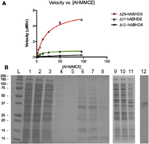Recombinant Δ29, 37 and 42 hABHD6 truncated variants characterization. (A) Activity of the hABHD6 TM truncated variants in the fluoroscent assay. (B) SDS-PAGE analysis of purification of hΔ29-ABHD6: using Talon Co2+ resin, (1) - soluble cells lysate, (2) - unbound to resin fraction, (3–5) – resin washes 1–3, (6–8) - imidazole elutions 1, 3 and 5; and using cOmplete Ni2+ resin, (9–11) - imidazole elutions 1, 3 and 5, (12) - Talon resin 200 mM EDTA wash following imidazole elutions.