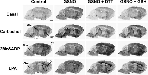 S-nitrosoglutathione (GSNO) reversibly modulates basal and receptor-dependent G protein activity in rat brain cryostat sections. [35S]GTPγS autoradiography of sagittal brain sections was conducted using a 3-step protocol with DPCPX (10-6 M) present throughout steps 2 and 3, as detailed in the Methods section. Where indicated, GSNO (0.5 mM) was present for 60 min during the GDP loading (step 2). When used, DTT (1 mM) or GSH (1 mM) were present during the [35S]GTPγS labeling (step 3). The muscarinic agonist, carbachol (CCh, 10-4 M), the P2Y receptor agonist 2-methylthio-ADP (2MeSADP, 10-5 M) or lysophosphatidic acid (LPA, 5 × 10-5 M in 0.1% fatty acid free BSA) were present in step 3. In the control panel (left), the anatomical loci where receptor agonists typically activate G proteins are indicated. Note GSNO-dependent overall increase in basal G protein activity, as well as robust amplification of CCh-stimulated G protein activity in several gray matter regions visible at this sagittal plane, most notably the brain stem (bs) nuclei, the striatum (Str), and the superficial gray layer of the superior colliculus (SuG). Note also clear attenuation of 2MeSADP-stimulated responses in all brain regions, and blunting of LPA-stimulated responses, especially in the white matter areas, including the corpus callosum (cc), the fimbria of the hippocampus (fi) and the cerebellar white matter (Cbw). Scale bar = 2 mm. For quantitative data on selected brain regions, see Supplementary Figs. 1 and 2 in additional file 1.