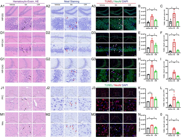 4F‐ABUTINACA self‐administration induced neuronal morphological changes and cell apoptosis. (A1, D1, G1, J1, M1) Representative micrographs of haematoxylin and eosin (HE) stained sections of the DG, CA1, CA3, PFC and NAc. The black arrows indicate damaged neurons. (A2, D2, G2, J2, M2) Representative micrographs of Nissl‐stained of the DG, CA1, CA3, PFC and NAc. The red arrows indicate neurons with impaired Nissl bodies. (A3, D3, G3, J3, M3) Representative micrographs of TUNEL/NeuN double‐stained sections of the DG, CA1, CA3, PFC and NAc. The white arrows indicate the apoptotic neurons. TUNEL (green in DG, CA1, CA3; red in PFC, NAc) was used to label apoptotic cells, NeuN (red in DG, CA1, CA3; green in PFC, NAc) was used to label neurons and DAPI (blue) was used to label the cell nuclei. (B, E, H, K, N) Quantification analysis of TUNEL fluorescence intensity in the DG, CA1, CA3, PFC and NAc. (C, F, I, L, O) Quantification of TUNEL/NeuN‐positive cells in the DG, CA1, CA3, PFC and NAc. Data are expressed as mean ± SEM (n = 3). *p < 0.05, SA vs. vehicle; # p < 0.05, CIR vs. vehicle; $ p < 0.05, SA vs. CIR.