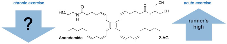 The endocannabinoids anandamide and 2-AG are increased after acute exercise and the increase is associated with features of the runner’s high. In contrast, chronic exercise leads to a downregulation of the endocannabinoids and the neurobiological consequences of this downregulation are not yet clear.