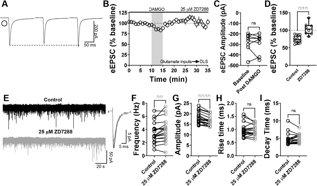Inhibition of striatal HCN channels disrupts MOR-mediated LTD.(A) Representative eEPSC traces showing the effects of 25 μM ZD7288 before, during and after DAMGO (0.3□μM, 5□min) application. (B-D) HCN channel inhibition disrupted glutamatergic MOR-LTD (104 ± 6%, Unpaired t-test, P=0.000498, t16=4.67) in the DLS, showing no changes in eEPSC amplitude after DAMGO bath application (0–10□min baseline v. final 10□min of recording; paired t-test, P□=□0.635, t7□=0.496, n□= 8 neurons from 4 mice). (E) Representative synaptic current traces from C57BL/6J mice showing the spontaneous excitatory postsynaptic currents (sEPSC) in absence (black trace) or presence of 25 μM ZD7288 (gray trace, 15 min) application. (F-I) HCN channel inhibition increased frequency (paired t-test, P□=□0.00600, t18□=3.113, n□= 19 neurons from 3 mice) and decreased amplitude (paired t-test, P<0.0001, t18□=5.88, n□= 19 neurons from 3 mice), without changes in rise (paired t-test, P□=□0.608, t18□=0.522, n□= 19 neurons from 3 mice) and decay times (paired t-test, P□=□0.205, t18□=1.314, n□= 19 neurons from 3 mice) of the sEPSC events in DLS. Time course data represent mean ± SEM. Box plots show average of the final 10 minutes of recording and represent median and interquartile ranges. ns= not significant, **P□<□0.001, ***P□<□0.001, ****P□<□0.0001.